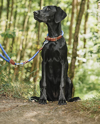 Dog Collars & Leads