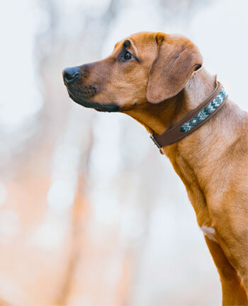 Dog Collars & Harnesses Dog Collars & Harnesses
