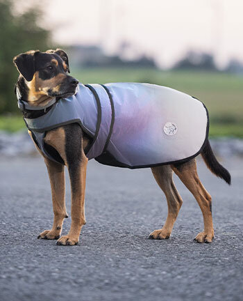 Reflective Wear Dog