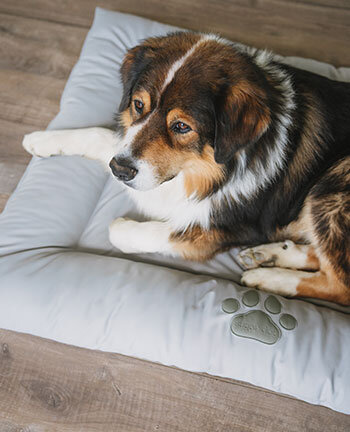 Dog Beds & Cushions