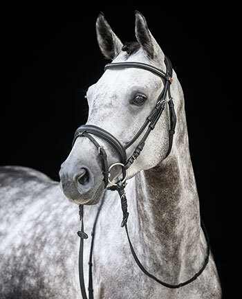 Bridles &  Accessories