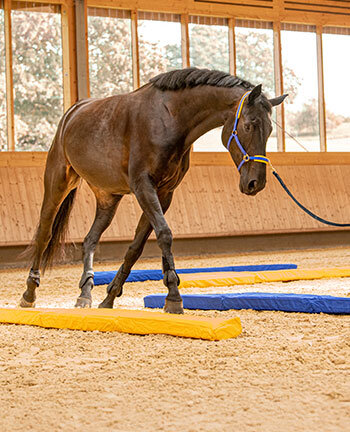 Michael Geitner Michael Geitner