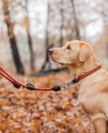 Dog Collars & Leads