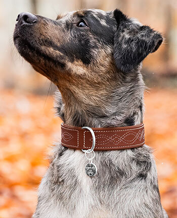 Dog Collars & Harnesses