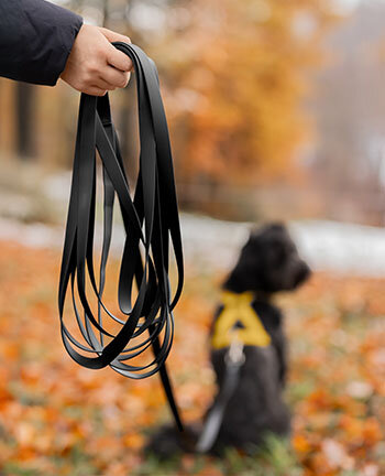 Dog Leads