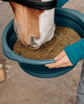 Horse Feed & Supplements