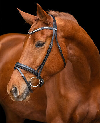 Cavesson & Flash Nosebands