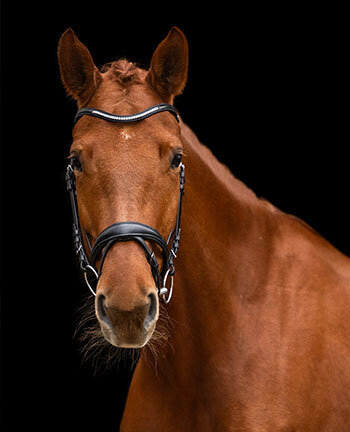 Bridles &  Accessories