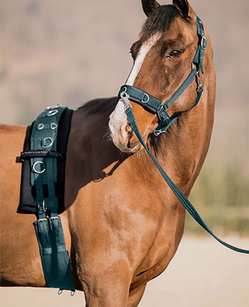 Lungeing & Horse Groundwork Lungeing & Horse Groundwork