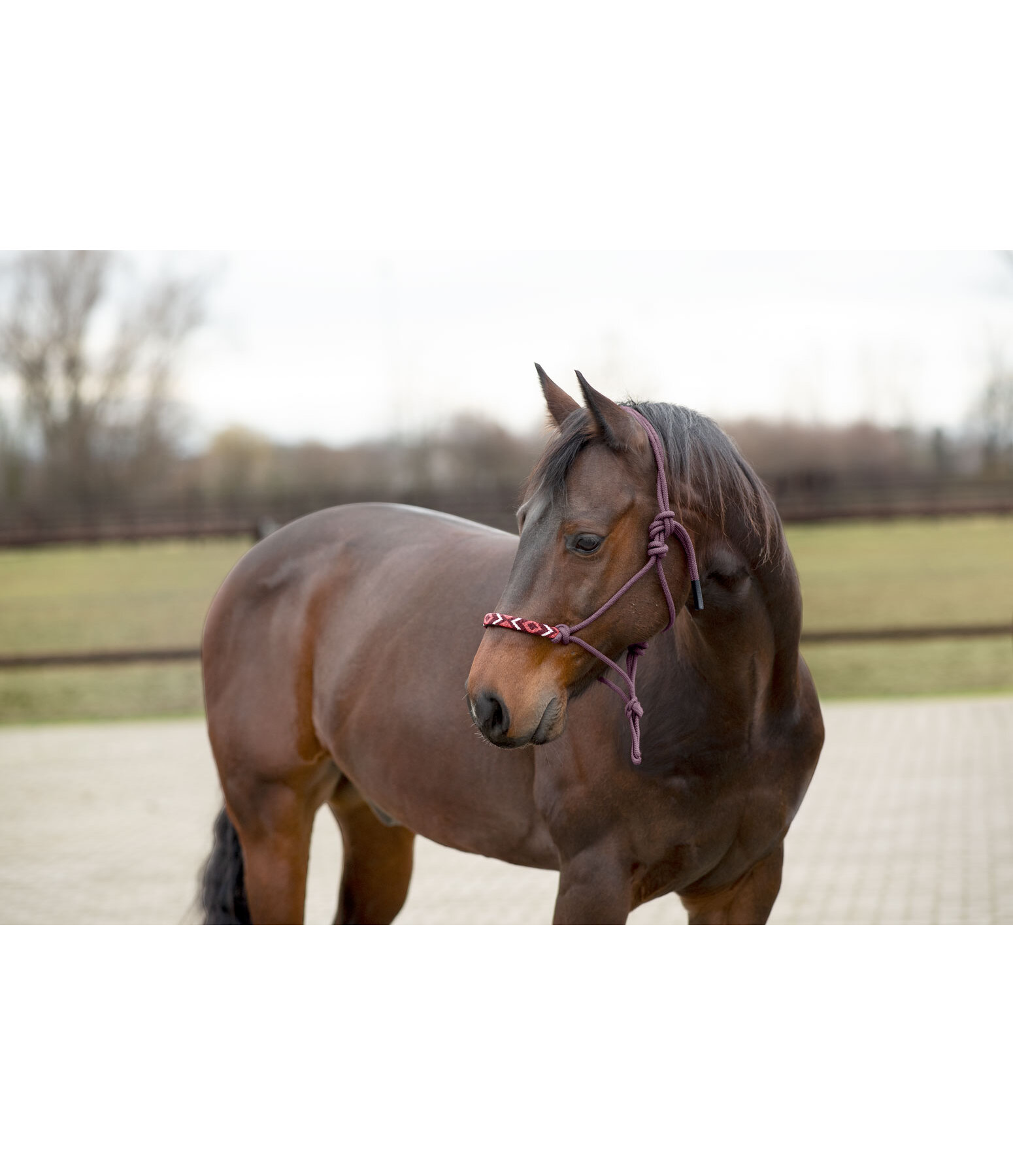 Rope Halter Beaded