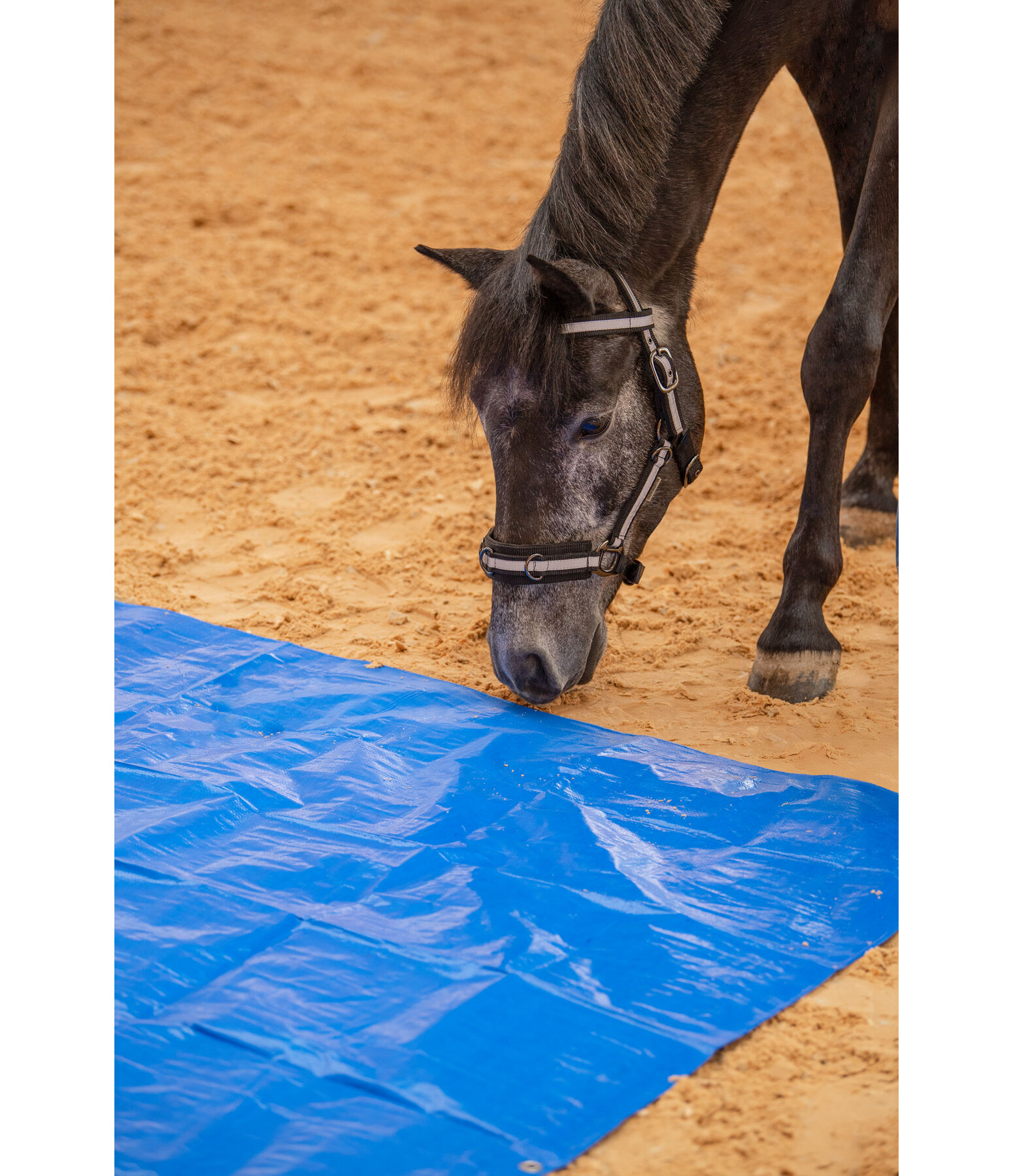 Showmaster Training Tarpaulin