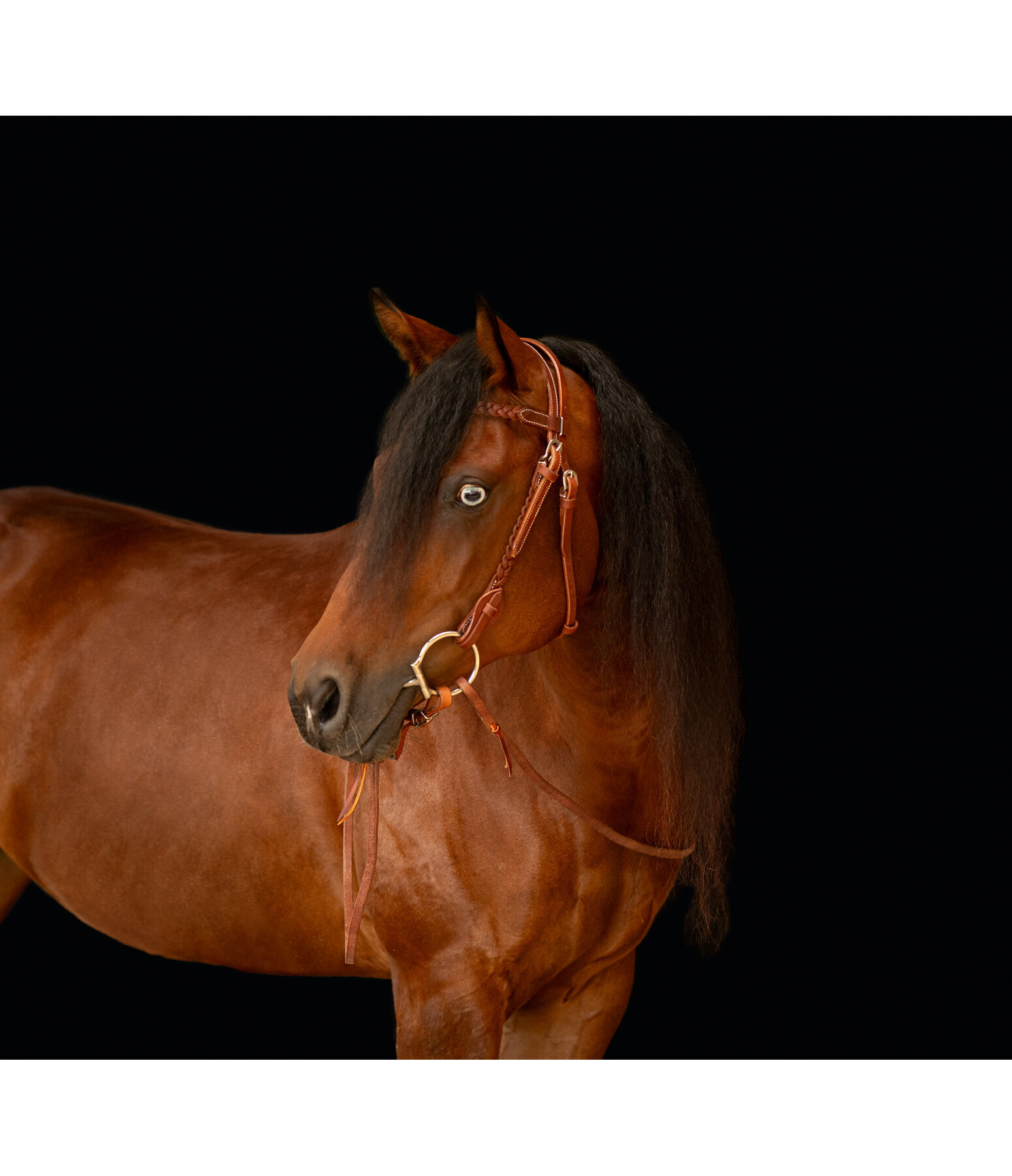 Western Headstall Wapi