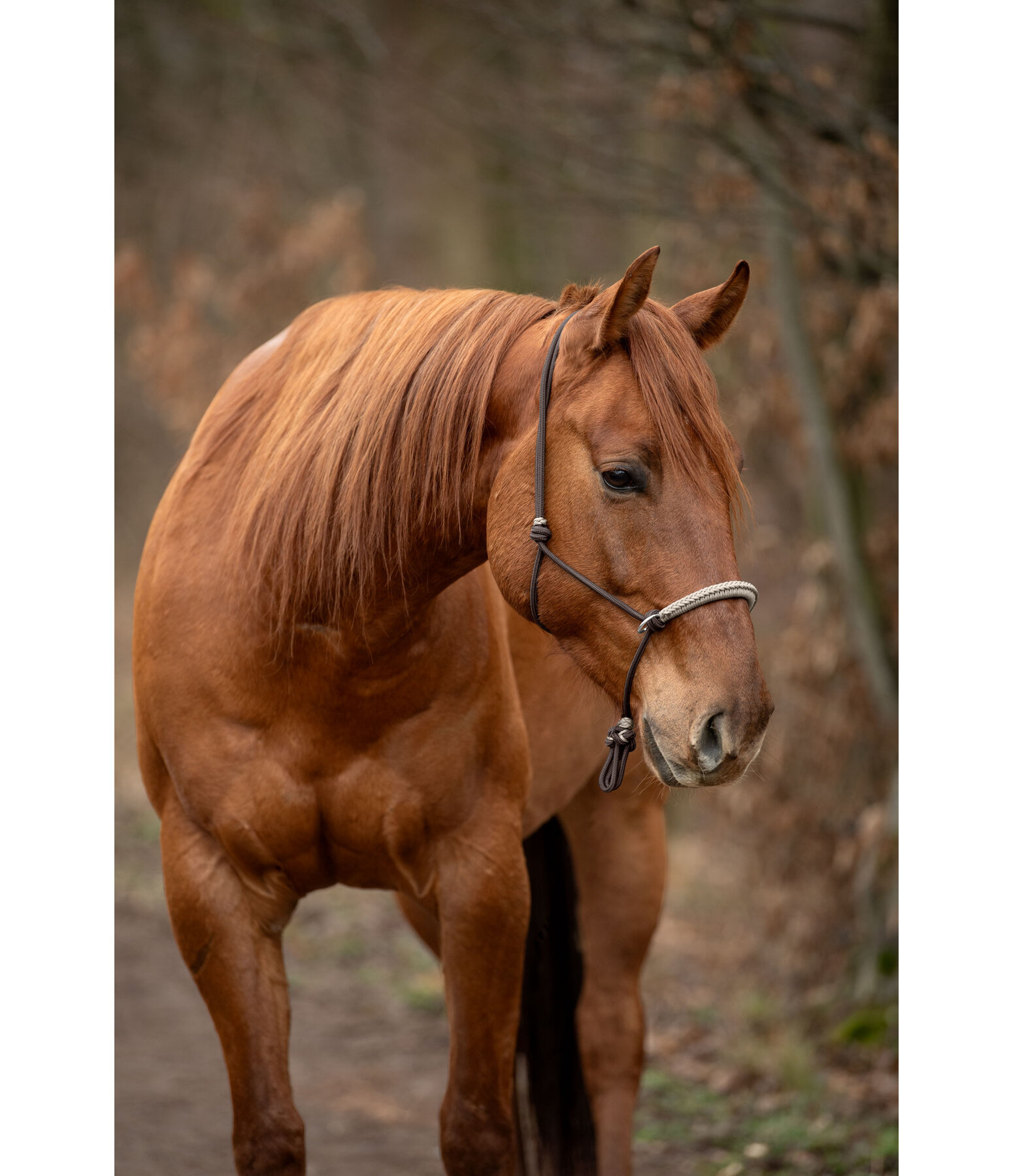 Rope Halter Lino