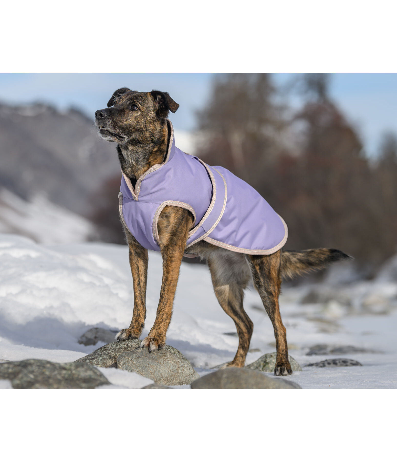 Dog Coat Eddie with Fleece Lining 200 g