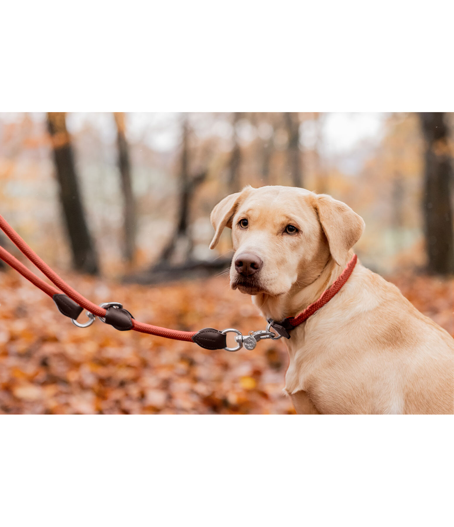 Dog Lead Nature Rope