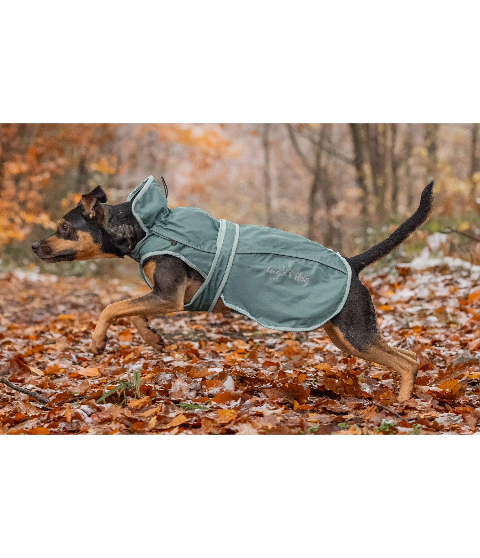 Dog Raincoat Ally 2 in 1