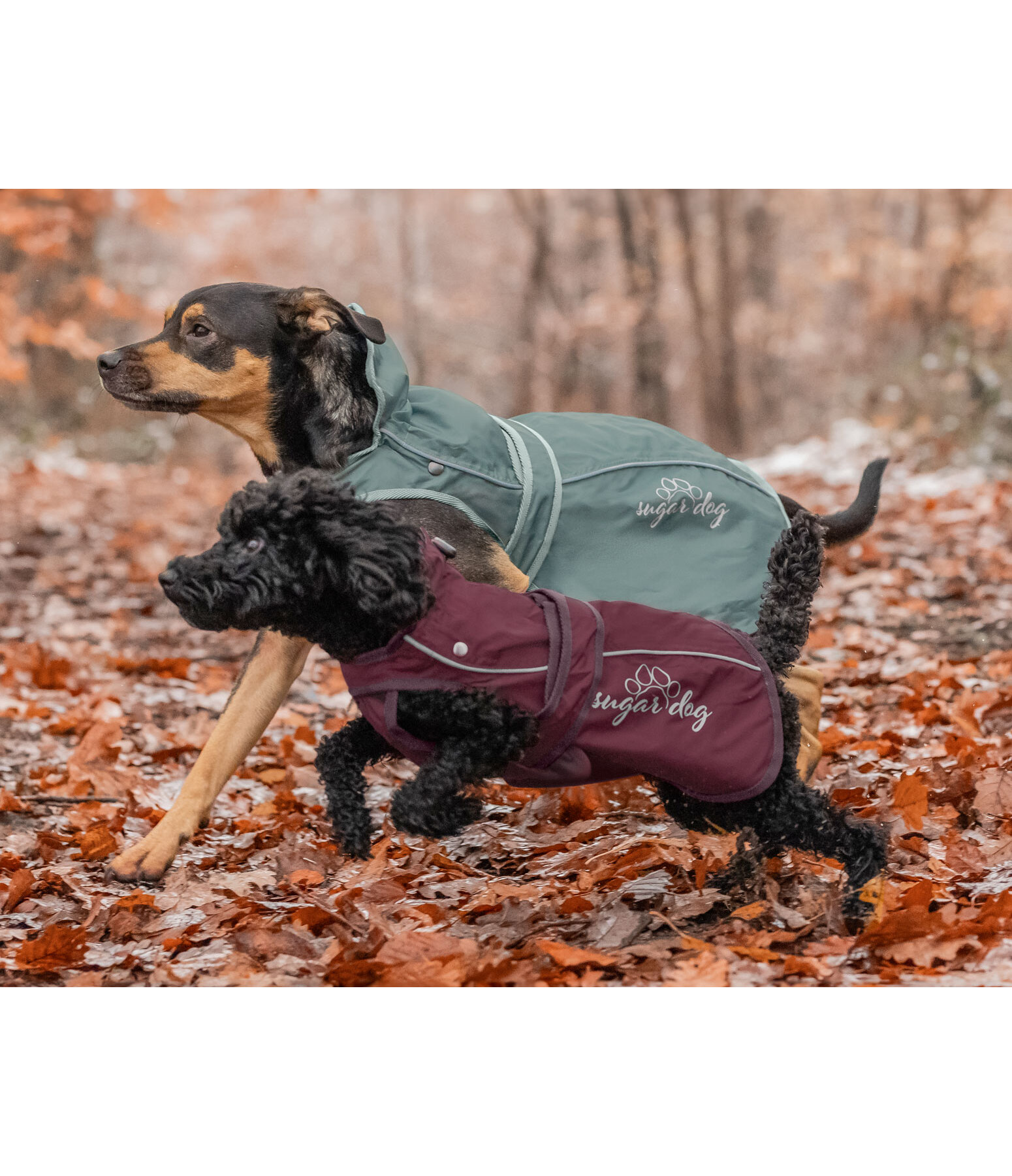 Dog Raincoat Ally 2 in 1