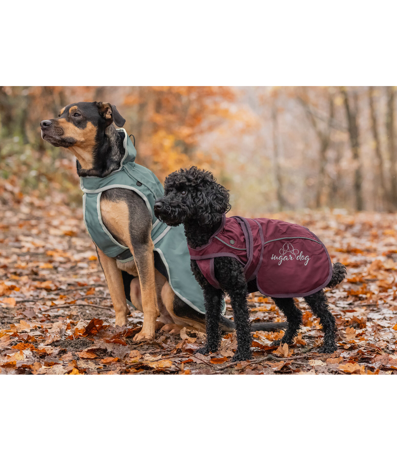 Dog Raincoat Ally 2 in 1