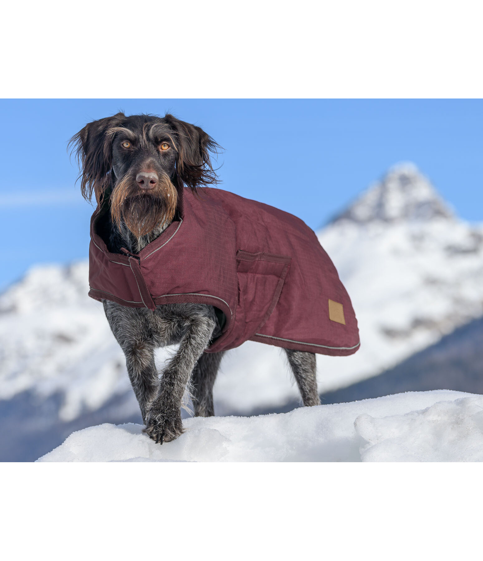 Winter Dog Coat Beaver Creek, 400g