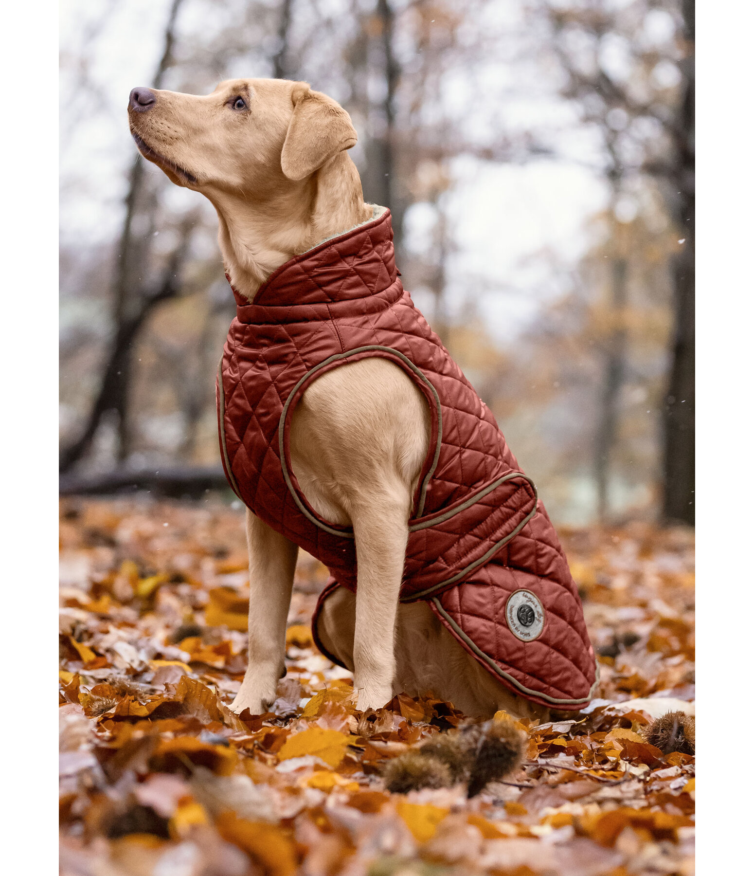 Dog Coat Archie with Teddy Fleece Lining, 160 g