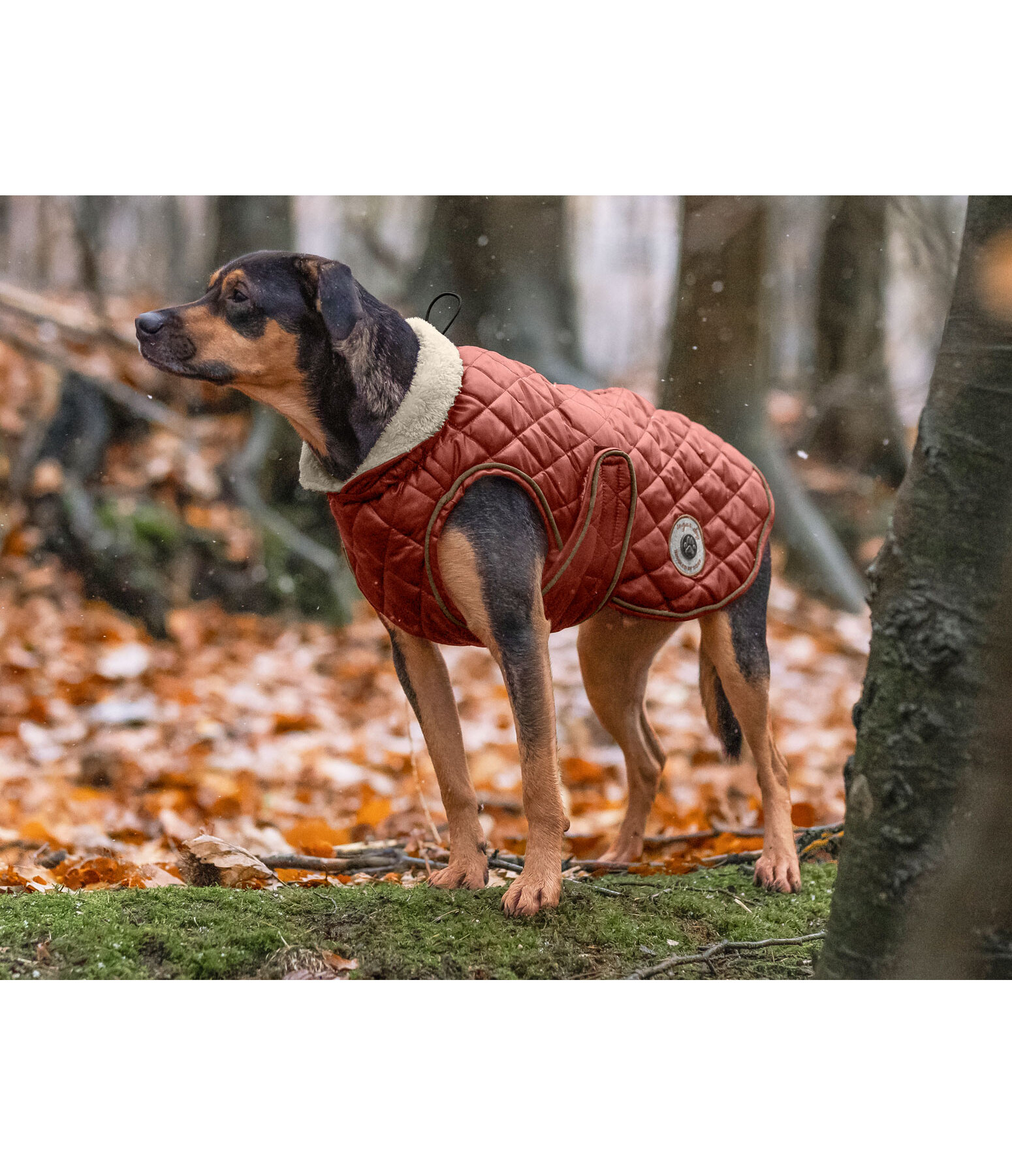 Dog Coat Archie with Teddy Fleece Lining, 160 g