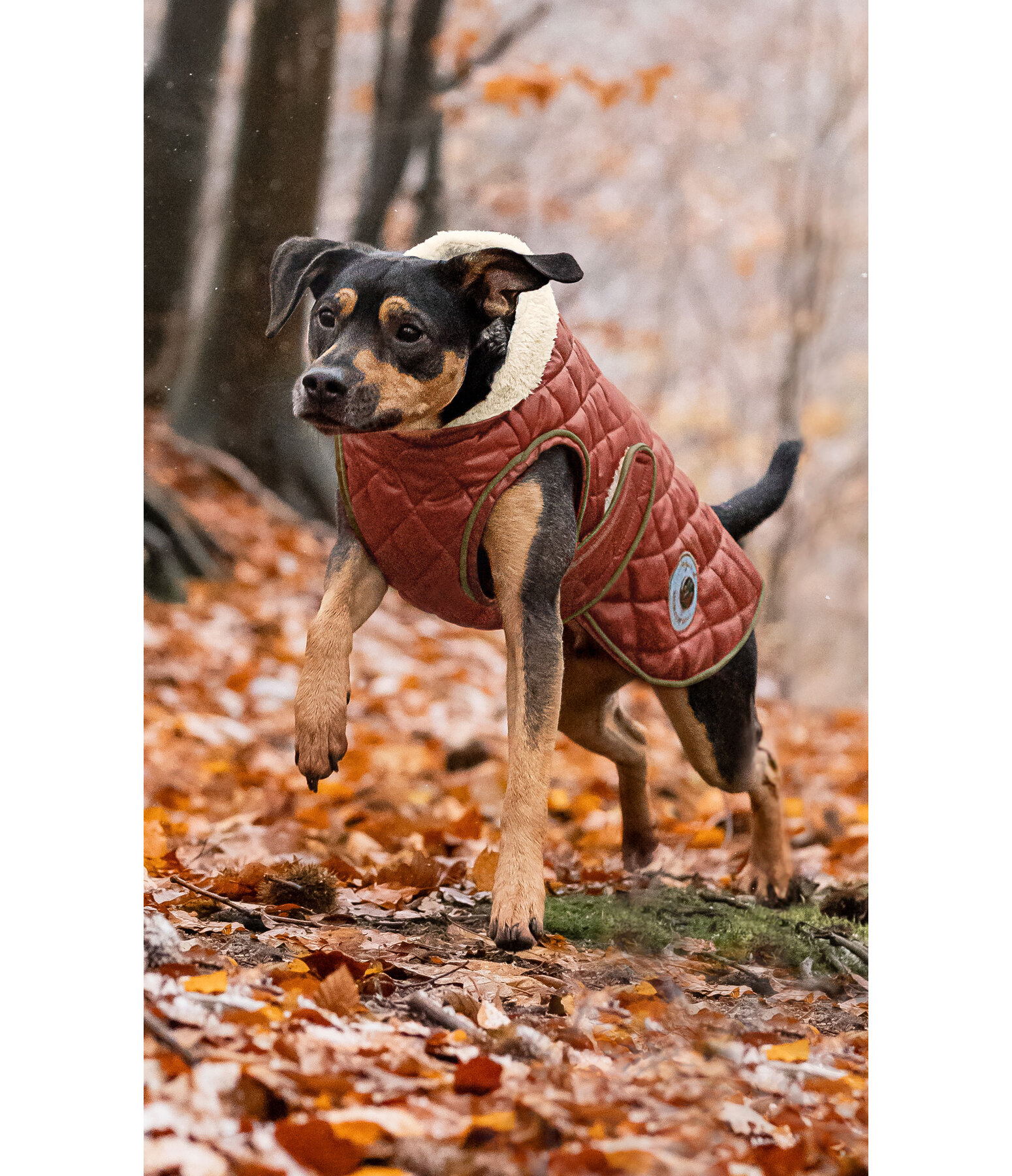 Dog Coat Archie with Teddy Fleece Lining, 160 g