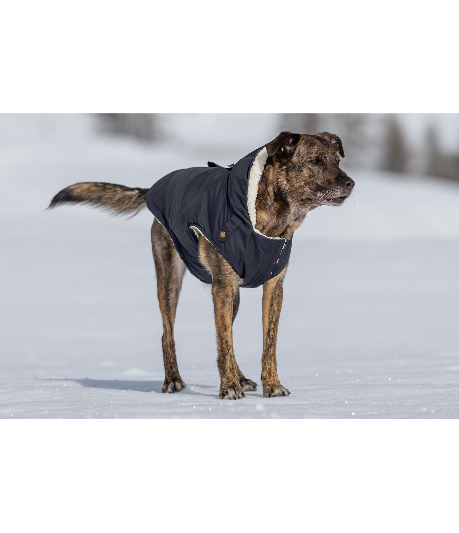 Rain Dog Parka Wilbur with Sherpa Lining, 60g