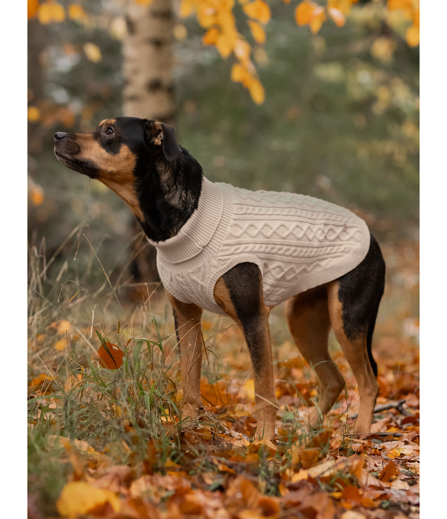 Dog Turtleneck Jumper Maisie