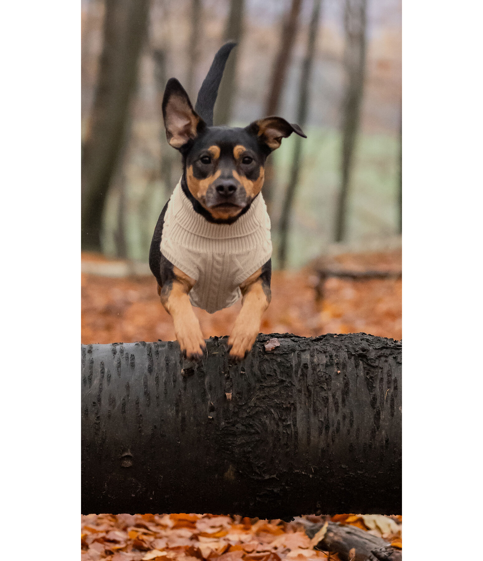 Dog Turtleneck Jumper Maisie