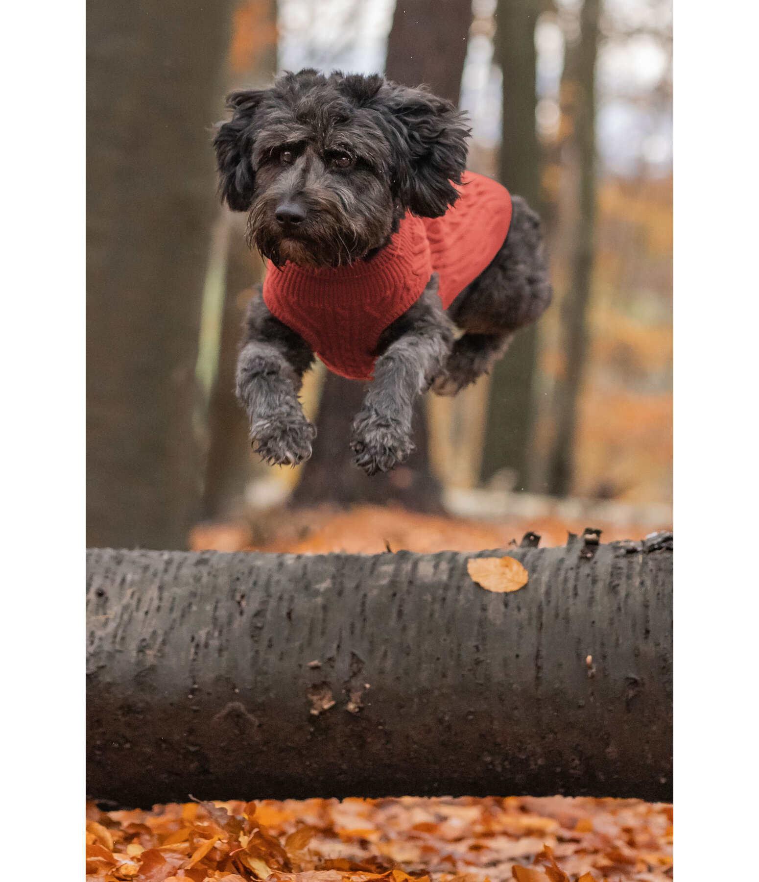 Dog Turtleneck Jumper Maisie