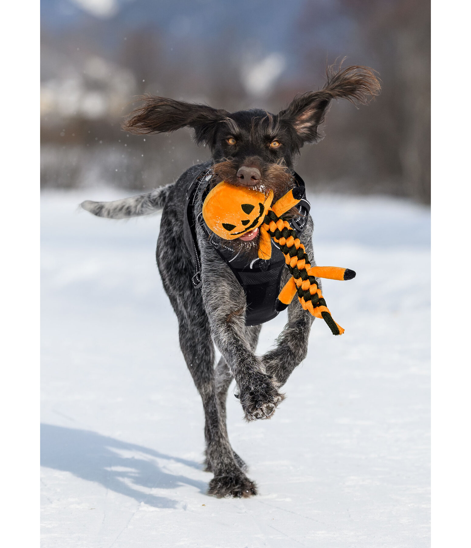 Dog Toy Pumpkin