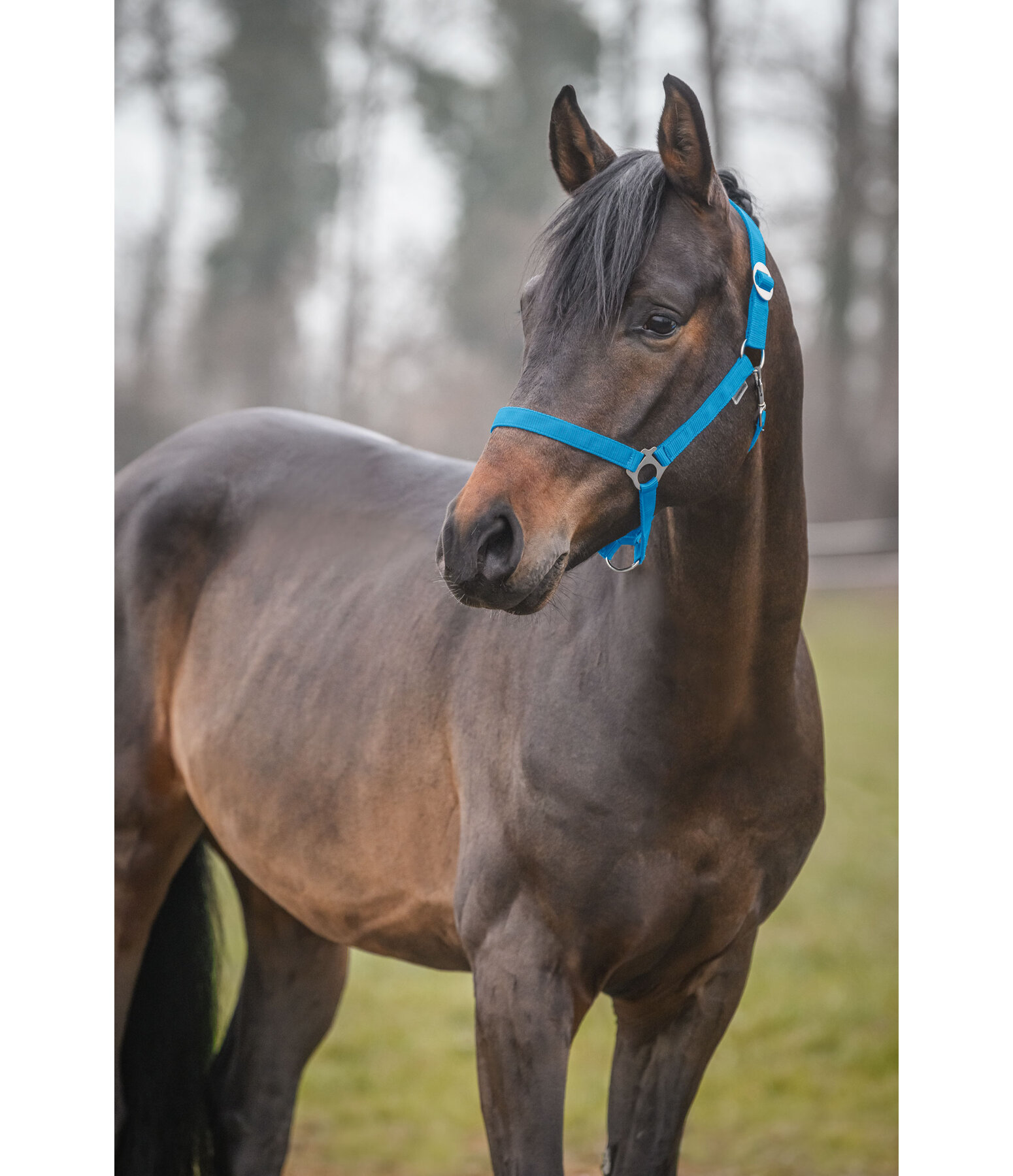 Headcollar Super Price