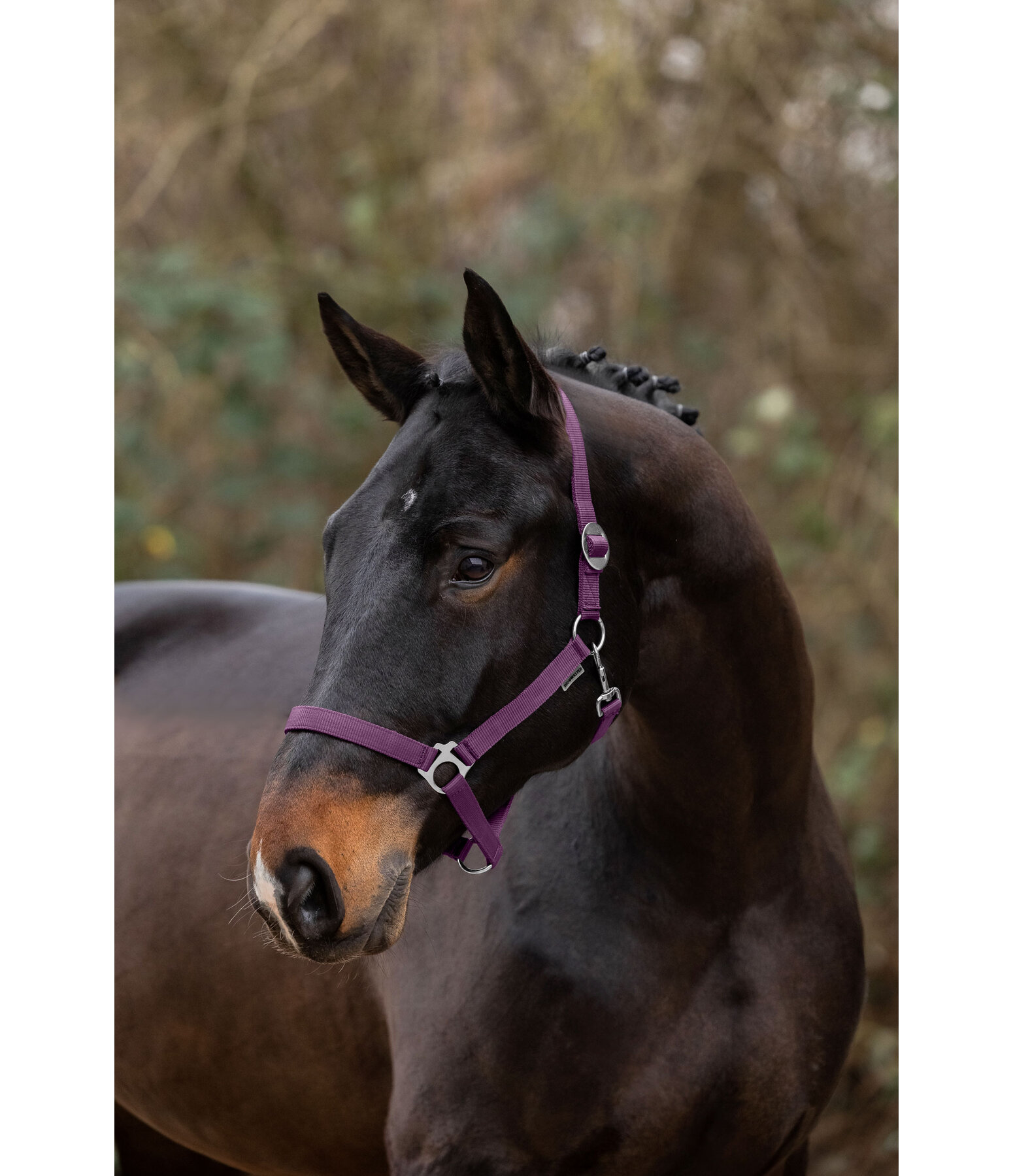 Headcollar Super Price