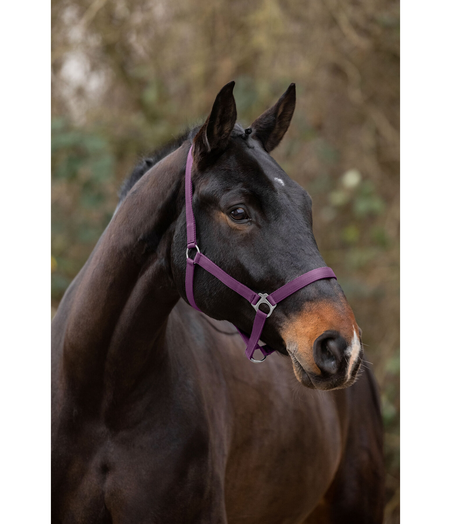 Headcollar Super Price