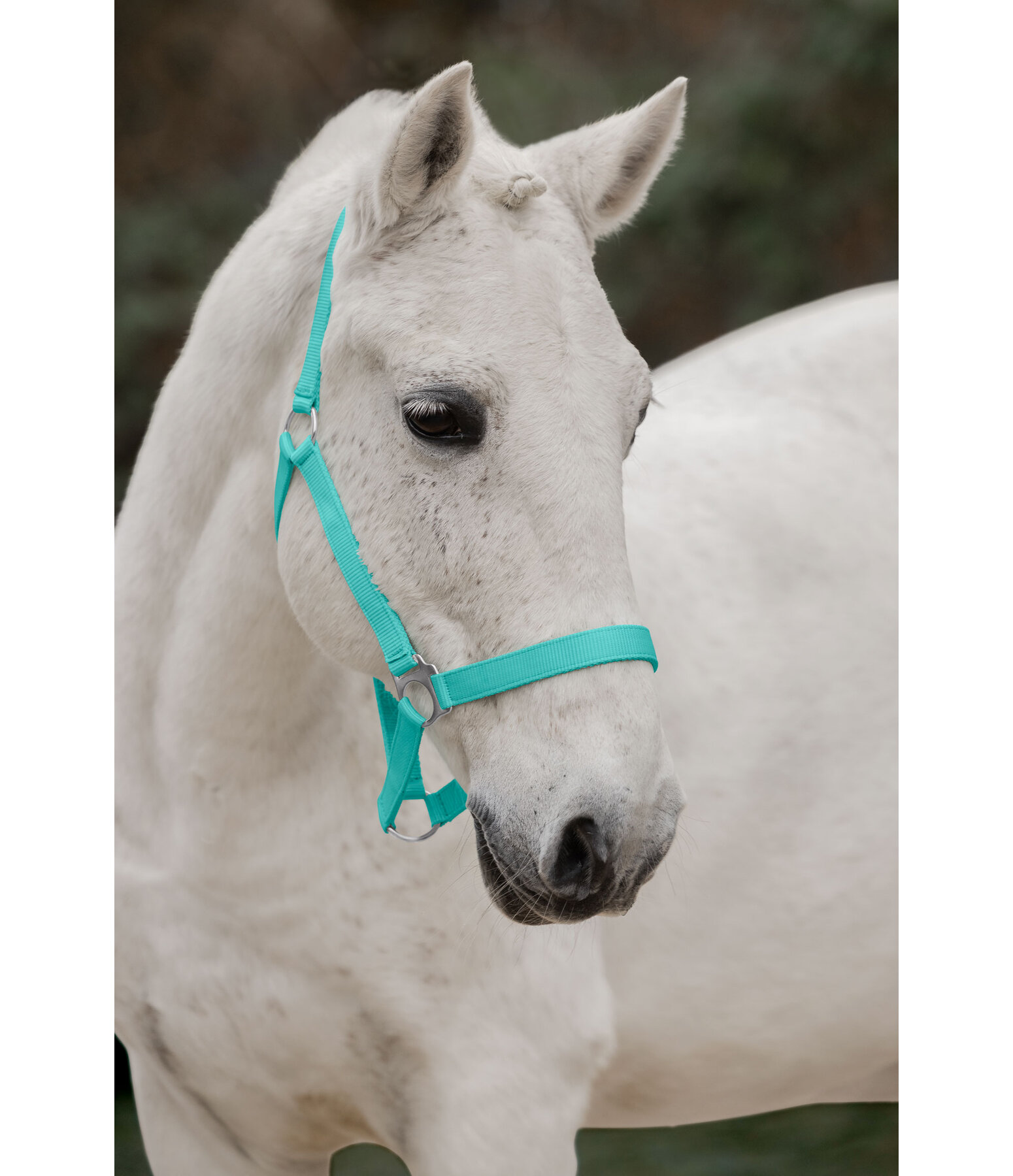 Headcollar Super Price