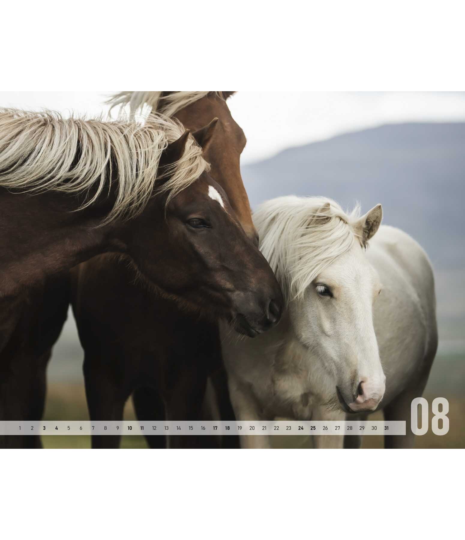 Icelandic Horse Calendar 2023 Gifts Kramer Equestrian