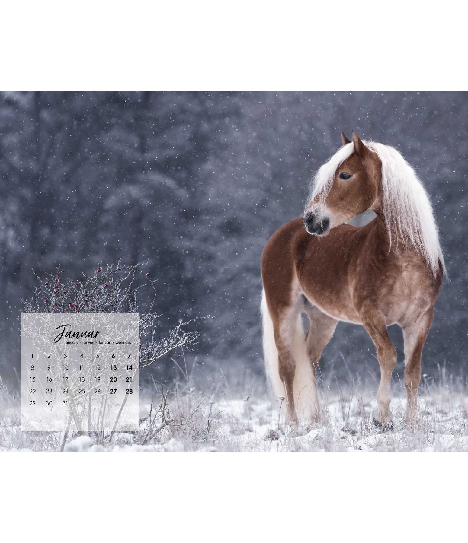 Haflinger Calendar 2025