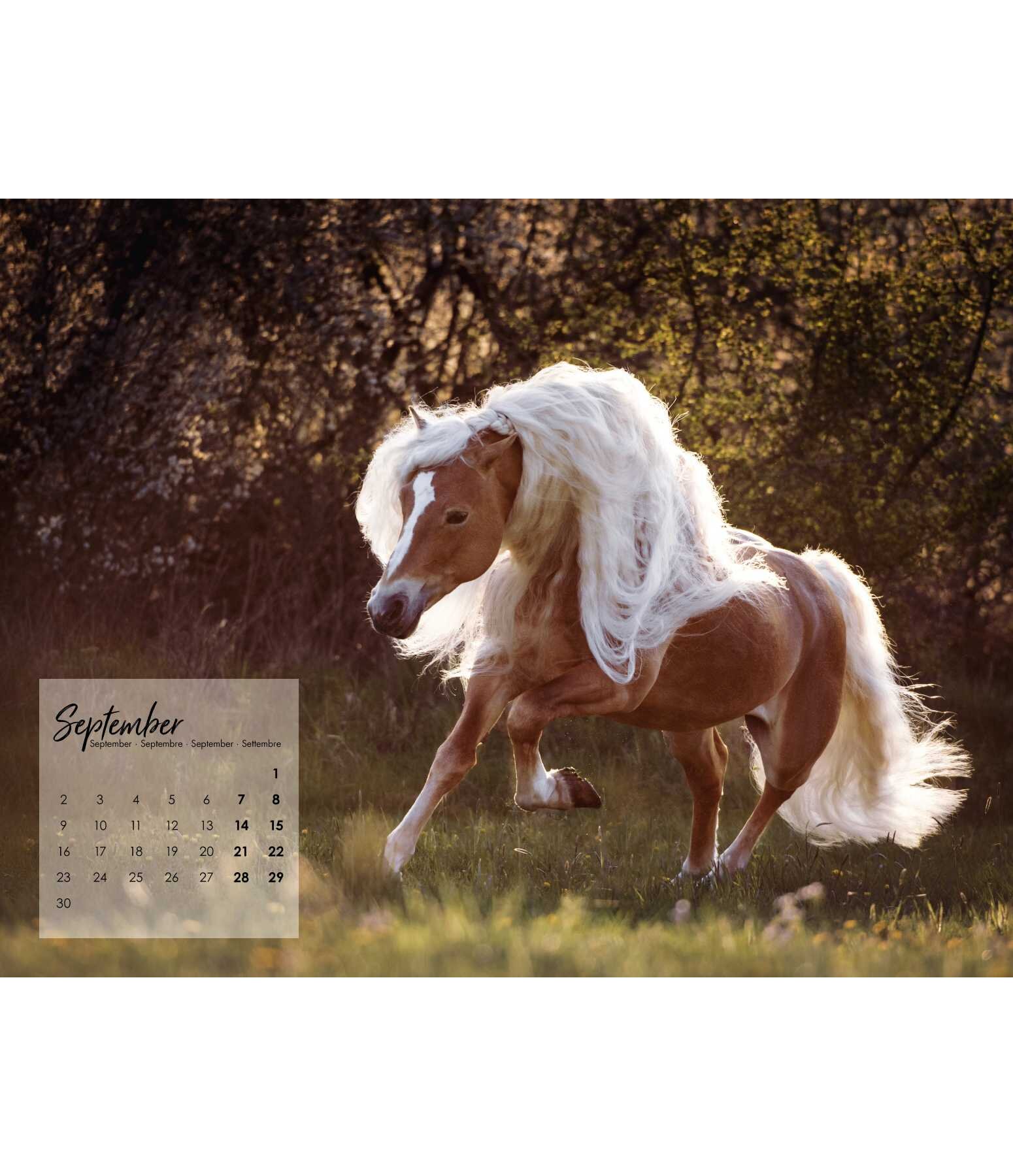 Haflinger Calendar 2025