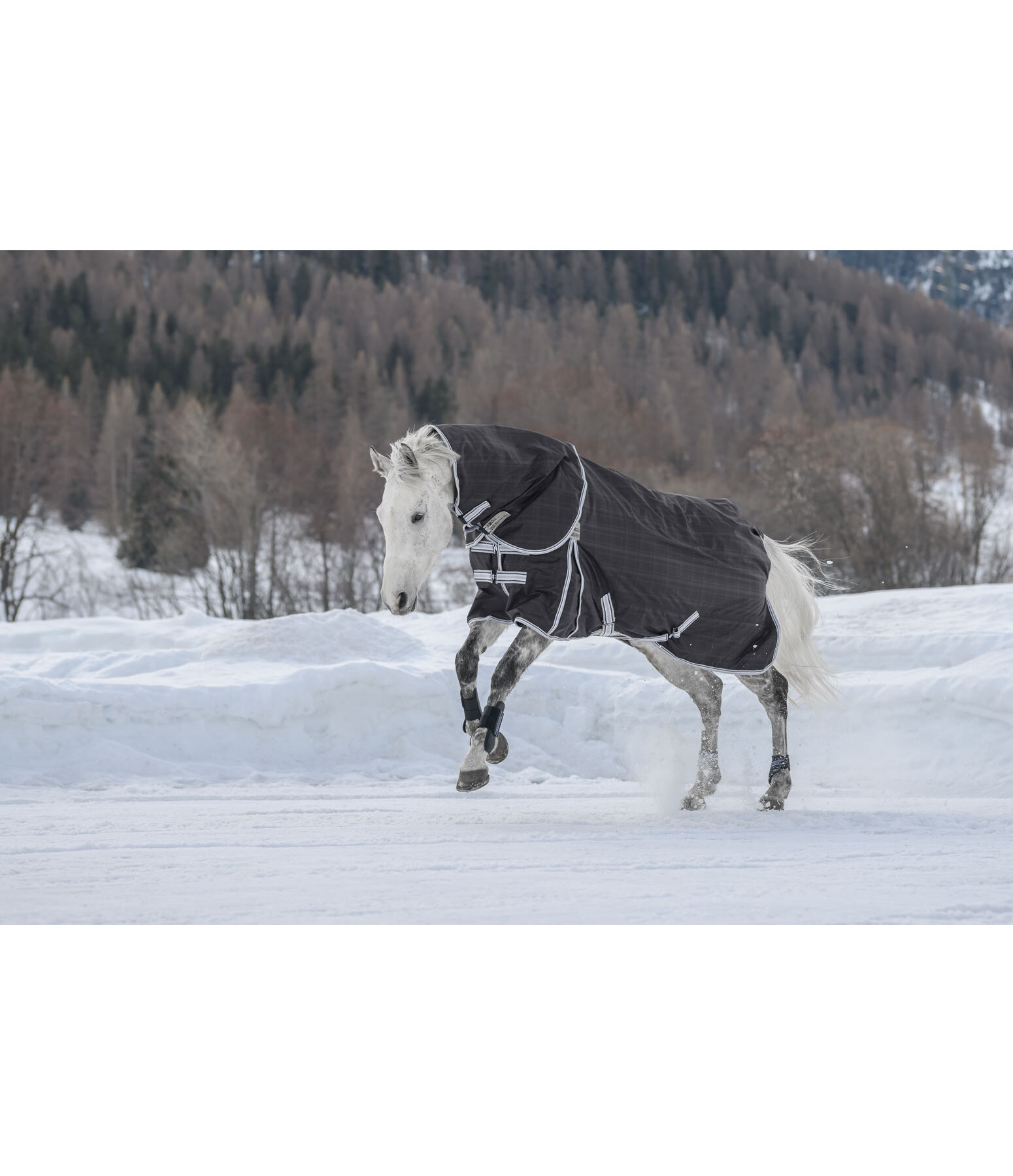 Turnout Rug Kadir Special Edition Incl. Detachable Neck Piece, 100g