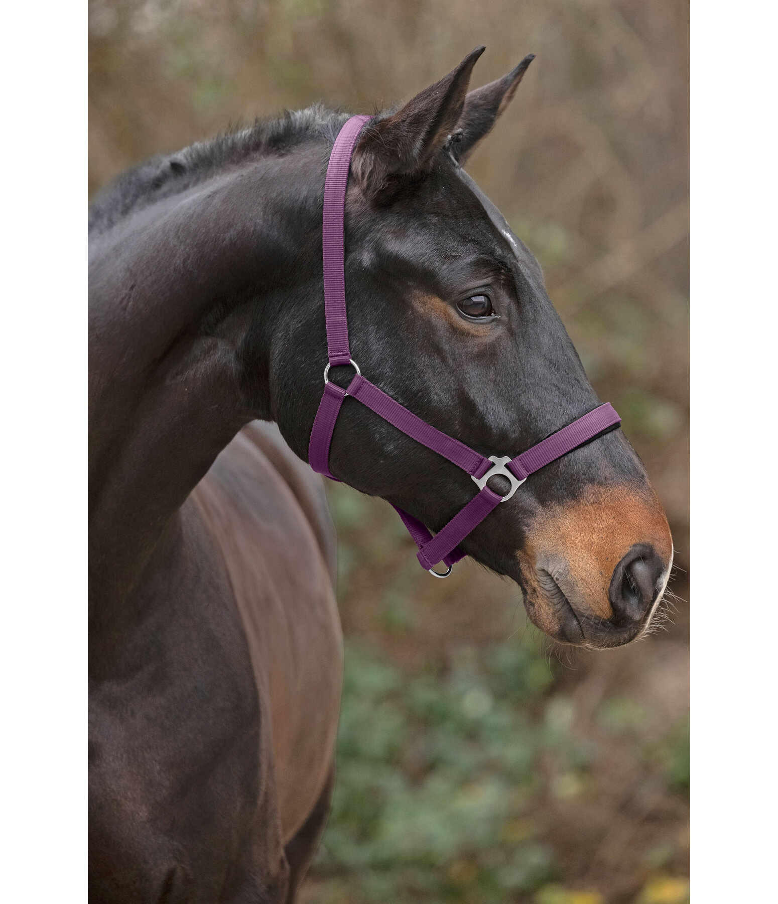 Headcollar Super Price ll