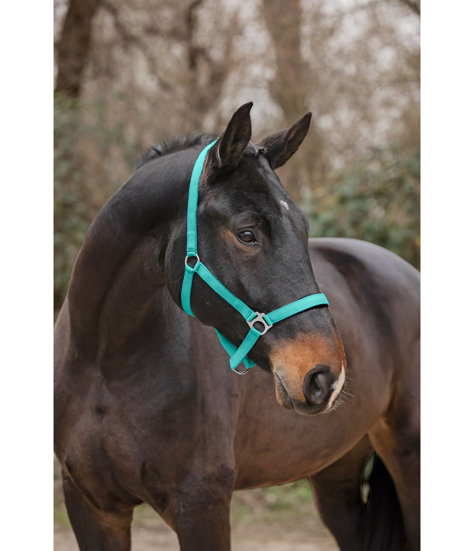 Headcollar Super Price ll