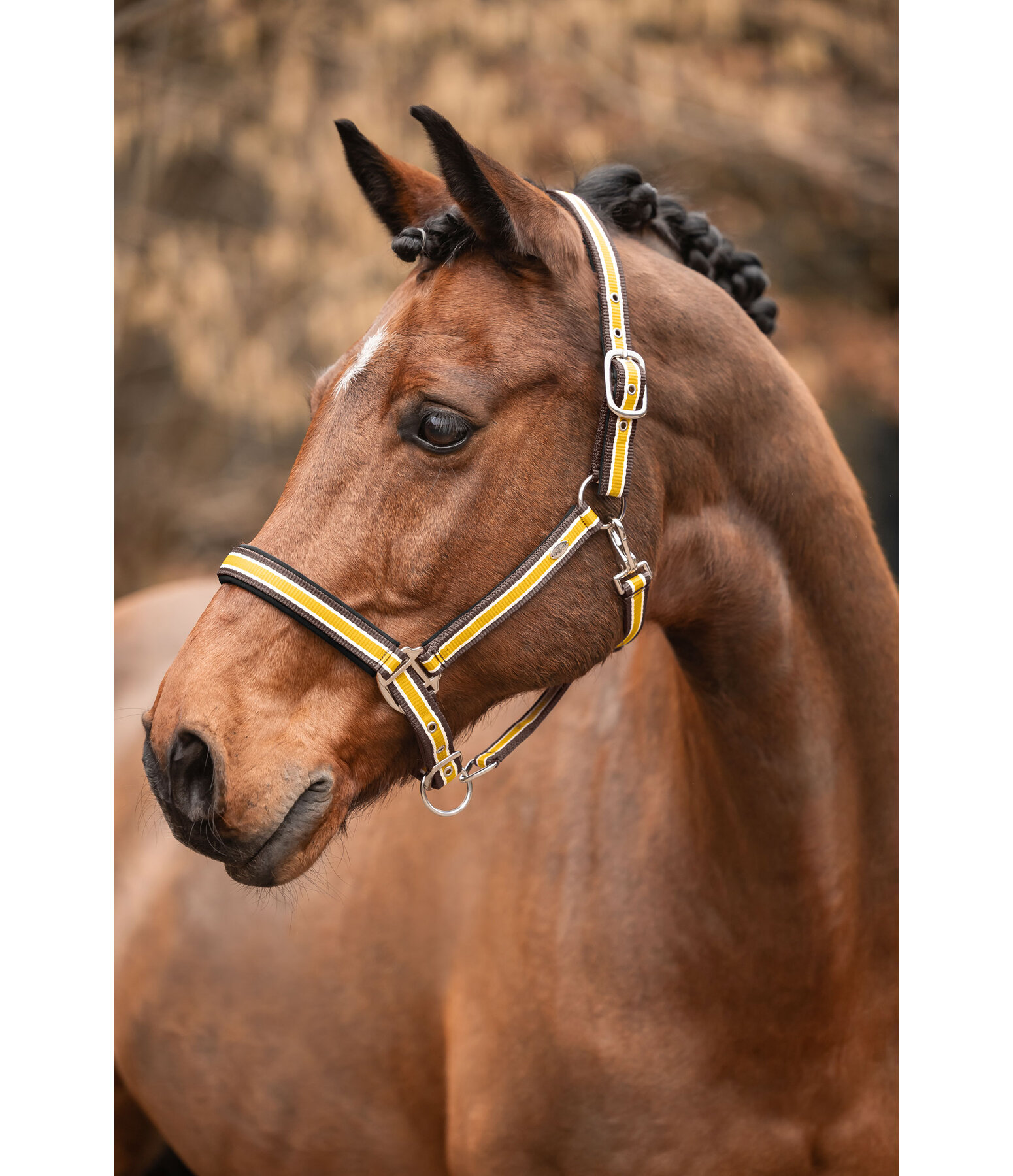 Headcollar Basic