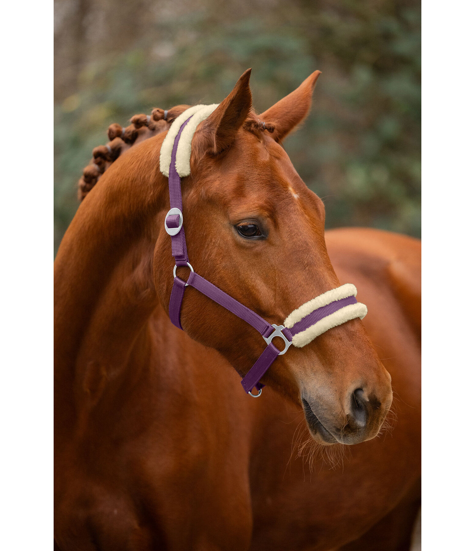 Teddy Fleece Headcollar Super Price III