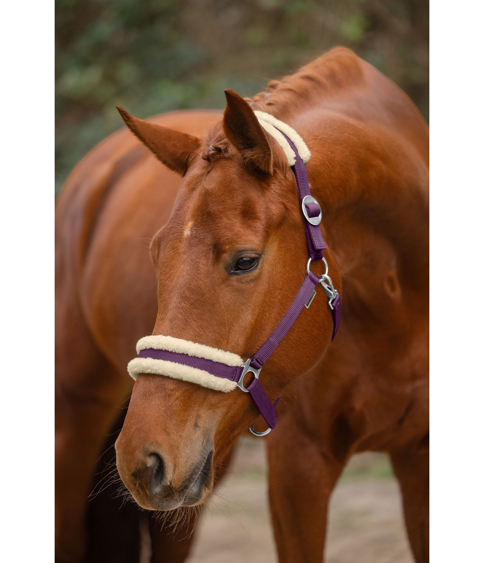 Teddy Fleece Headcollar Super Price III