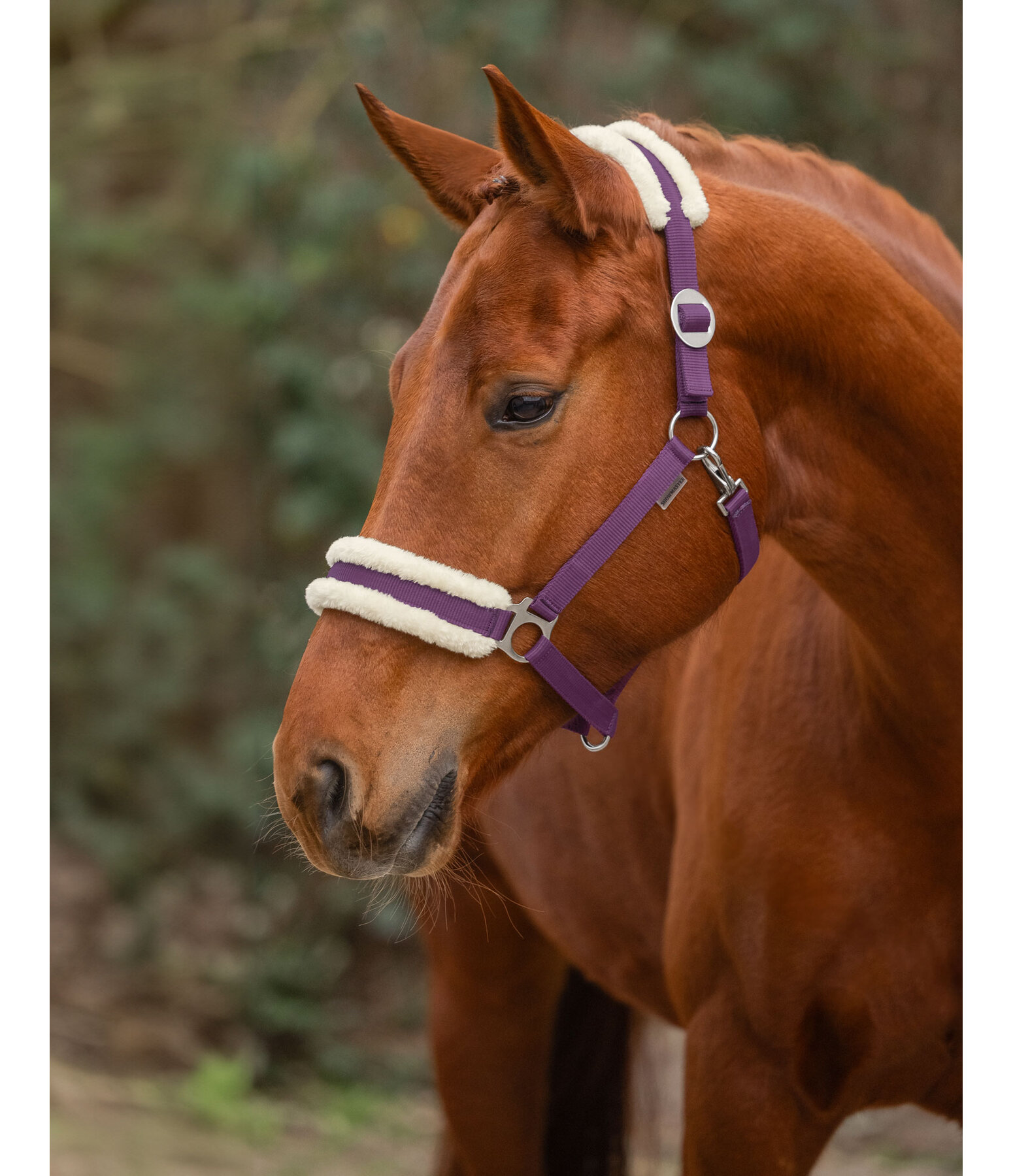 Teddy Fleece Headcollar Super Price III