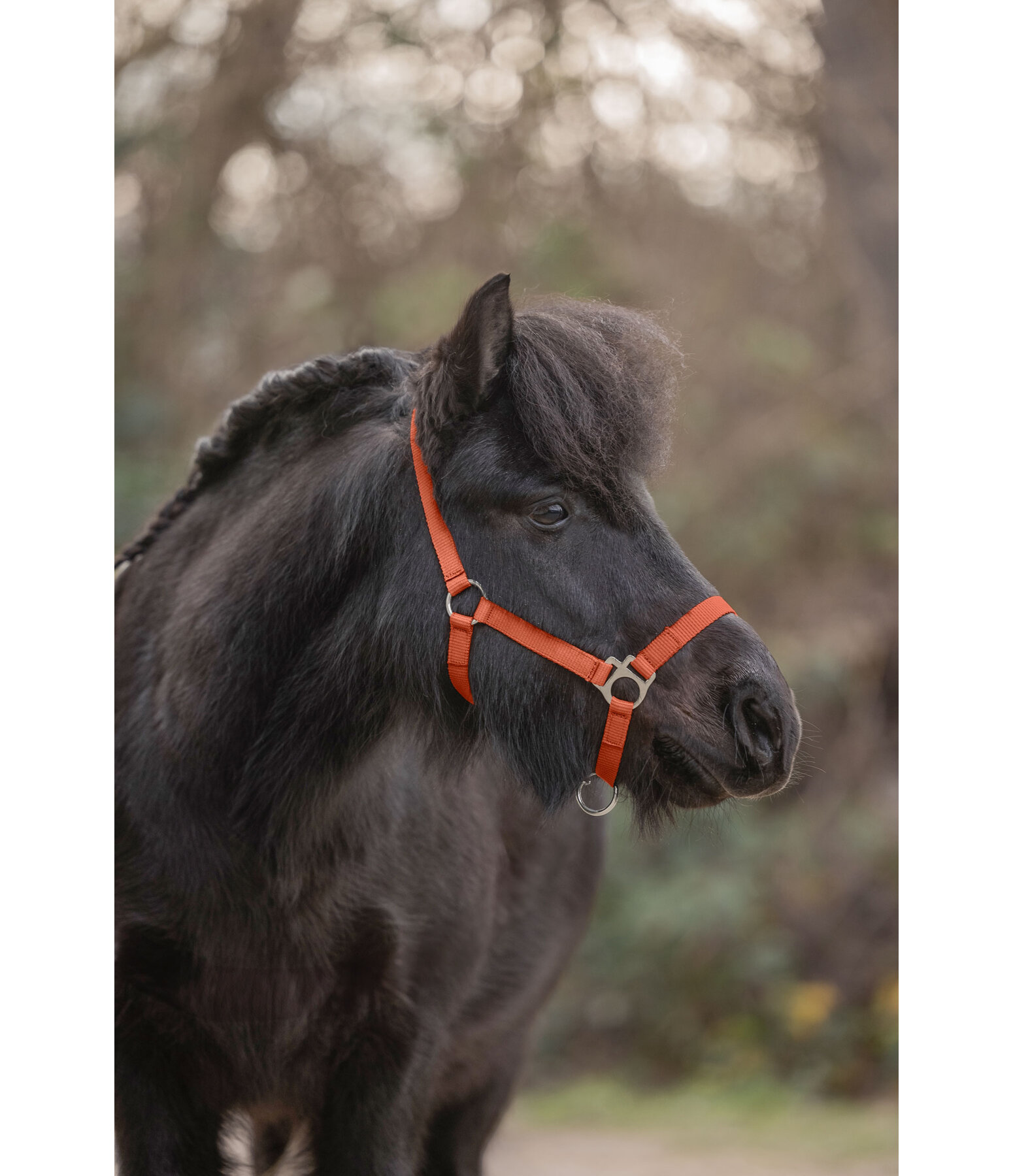 Foal and Shetland Pony Headcollar Grow With You