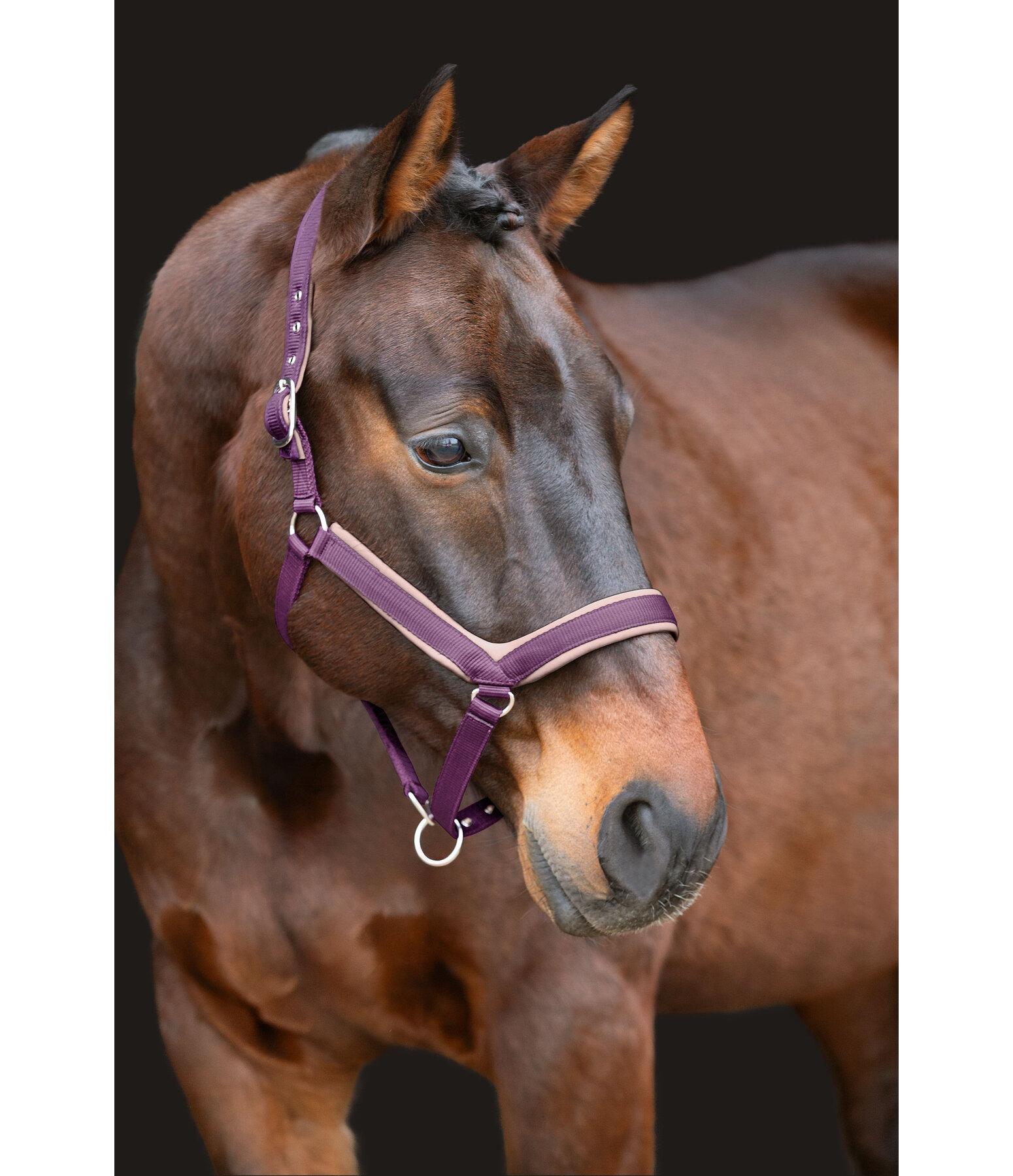 Headcollar Anatomical Relaxation