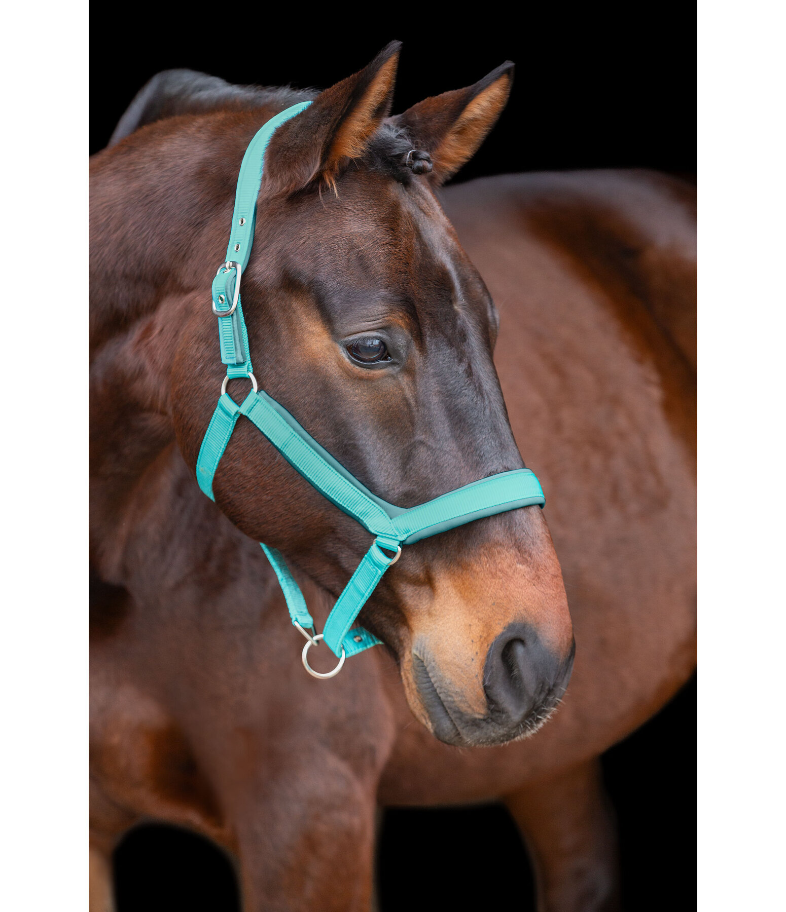 Headcollar Anatomical Relaxation