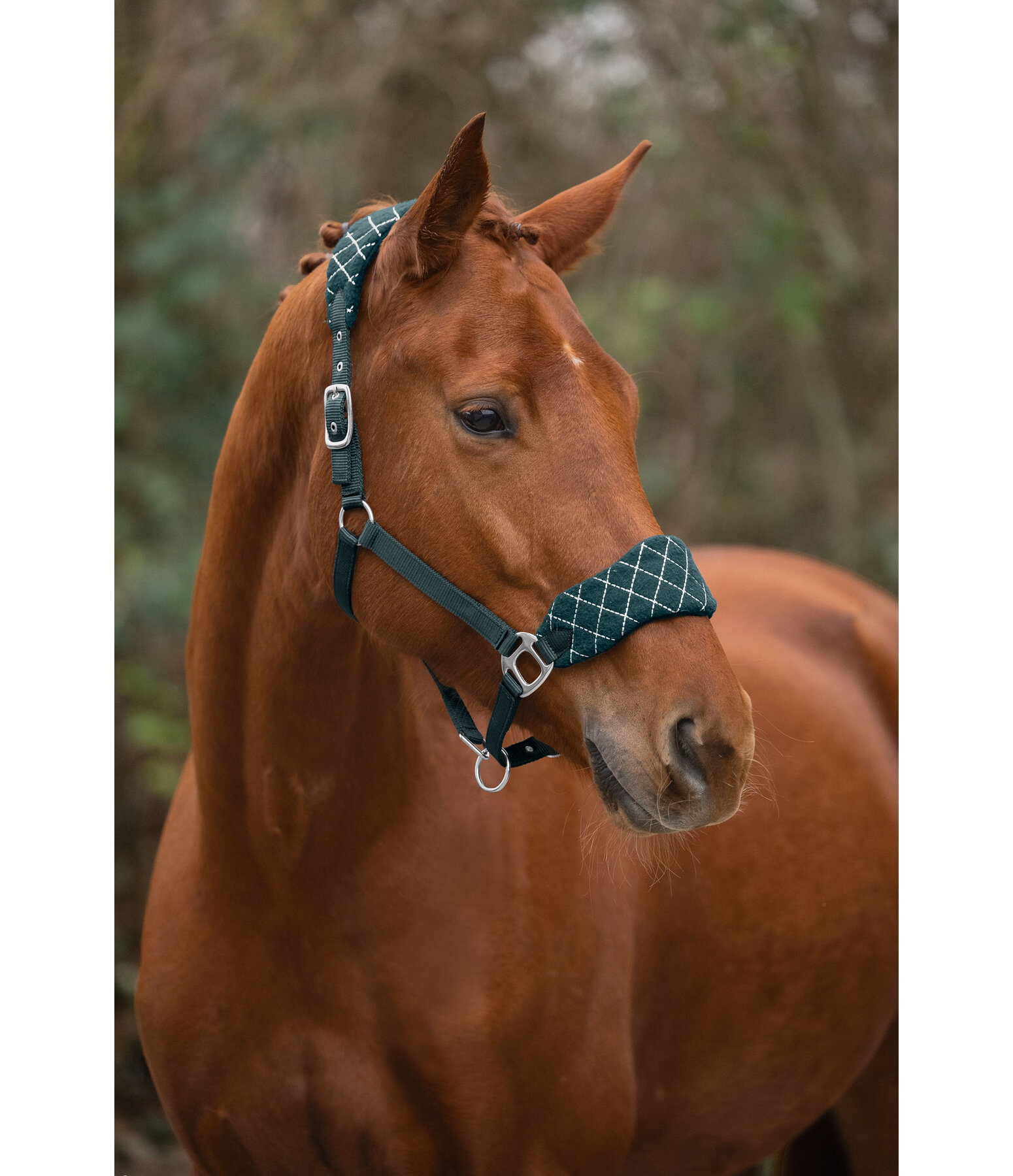 Headcollar Softy