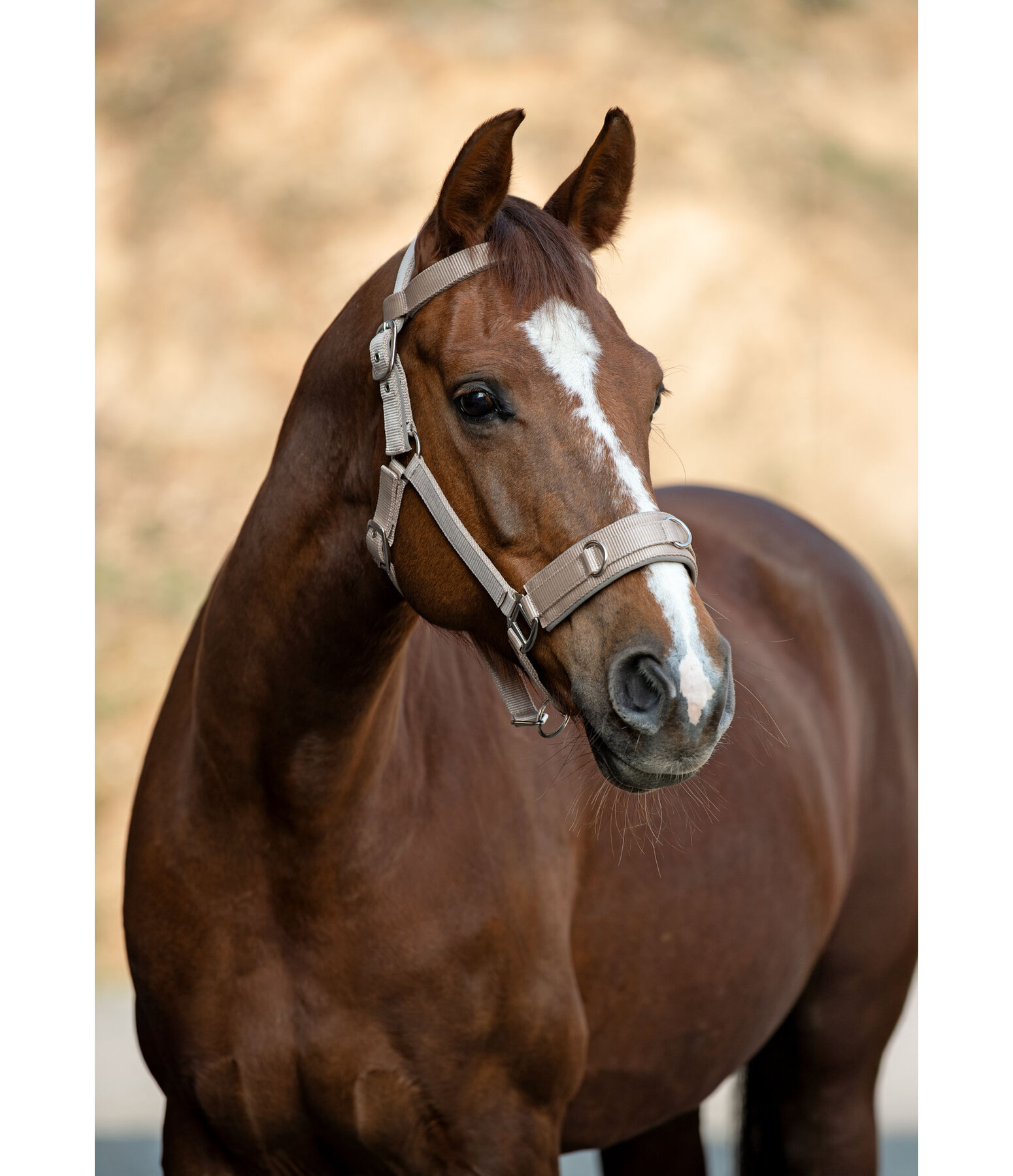 Lungeing Headcollar